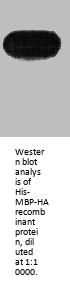 HA-Tag Monoclonal Antibody