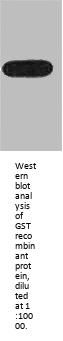 GST Monoclonal Antibody