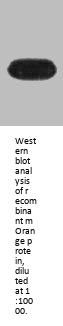 mOrange Monoclonal Antibody