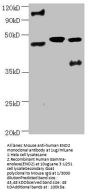 ENO2 Monoclonal Antibody