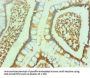 ENO2 Monoclonal Antibody