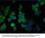 GFAP Monoclonal Antibody