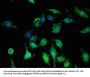 GFAP Monoclonal Antibody