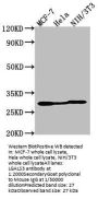 LGALS3 Monoclonal Antibody