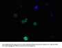 NES Monoclonal Antibody