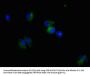 NES Monoclonal Antibody