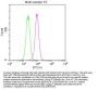 NES Monoclonal Antibody