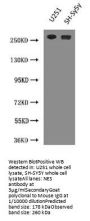 NES Monoclonal Antibody