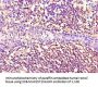 NES Monoclonal Antibody
