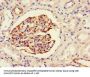 NES Monoclonal Antibody