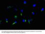 NES Monoclonal Antibody