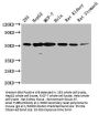TUBB Monoclonal Antibody
