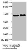 CREB-1 Monoclonal Antibody