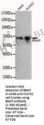 BRAP Monoclonal Antibody