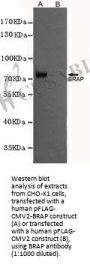 BRAP Monoclonal Antibody