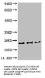 CBX5 Monoclonal Antibody