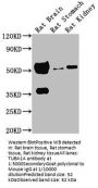 TUBA1A Monoclonal Antibody