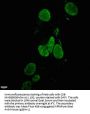 NANOG Monoclonal Antibody