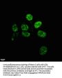 NANOG Monoclonal Antibody