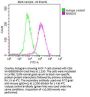 NANOG Monoclonal Antibody