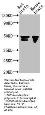 NANOG Monoclonal Antibody
