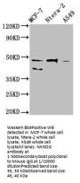 NANOG Monoclonal Antibody