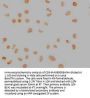 NANOG Monoclonal Antibody