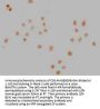 NANOG Monoclonal Antibody