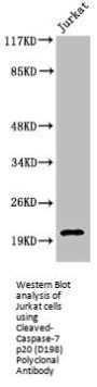 Cleaved-CASP7 (D198) Antibody