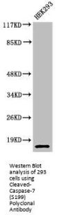 Cleaved-CASP7 (S199) Antibody