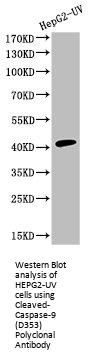 Cleaved-CASP9 (D353) Antibody