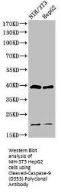 Cleaved-CASP9 (D353) Antibody