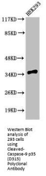 Cleaved-CASP9 (D315) Antibody