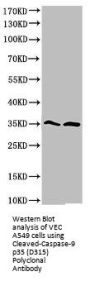 Cleaved-CASP9 (D315) Antibody