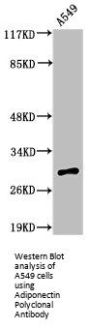 ADIPOQ Antibody