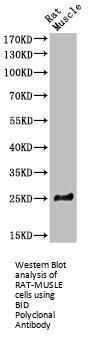 BID Antibody