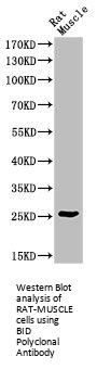 BID Antibody
