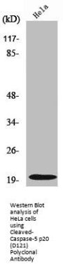 Cleaved-Caspase-5 p20 (D121) Polyclonal Antibody