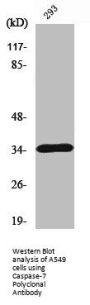 CASP7 Antibody