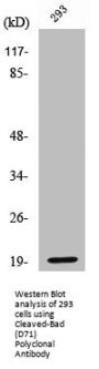 Cleaved-BAD (D71) Antibody