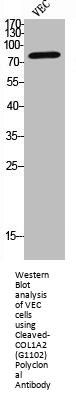 Cleaved-COL1A2 (G1102) Antibody