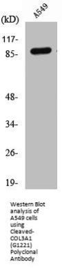 Cleaved-COL3A1 (G1221) Polyclonal Antibody