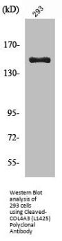 Cleaved-COL4A3 (L1425) Antibody