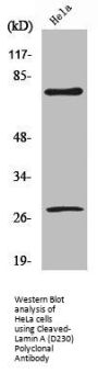 Cleaved-LMNA (D230) Antibody