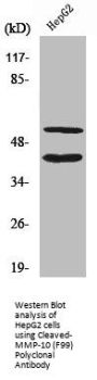 Cleaved-MMP10 (F99) Antibody