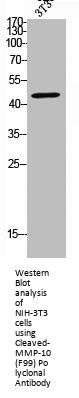 Cleaved-MMP10 (F99) Antibody