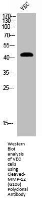 Cleaved-MMP12 (G106) Antibody