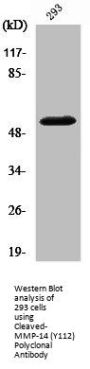 Cleaved-MMP14 (Y112) Antibody