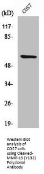 Cleaved-MMP15 (Y132) Antibody