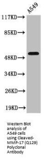 Cleaved-MMP17 (Q129) Antibody